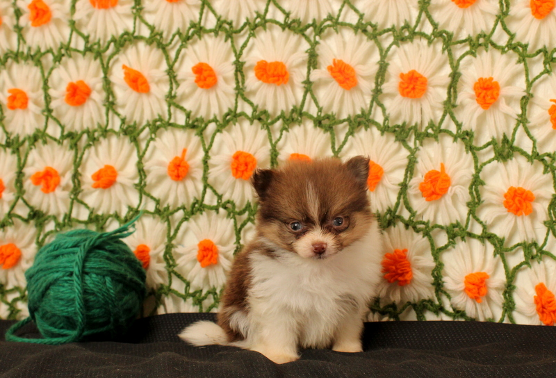 puppy, for, sale, Pomeranian, Matthew B. Stoltzfus, dog, breeder, Gap, PA, dog-breeder, puppy-for-sale, forsale, nearby, find, puppyfind, locator, puppylocator, aca